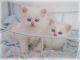Persian Cats for sale in New York County, NY, USA. price: $400
