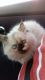 Persian Cats for sale in Allendale Charter Twp, MI, USA. price: $325