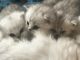 Persian Cats for sale in 786 Florida Ave NW, Washington, DC 20001, USA. price: $450