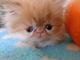 Persian Cats for sale in Mesa, AZ, USA. price: $700