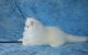 Persian Cats for sale in TX-121, McKinney, TX, USA. price: NA