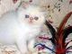 Persian Cats for sale in Chicago, IL, USA. price: $450