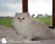Persian Cats for sale in Watertown, WI 53098, USA. price: NA
