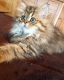 Persian Cats for sale in Coto de Caza Ct, Beaumont, CA 92223, USA. price: NA
