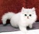 Persian Cats for sale in Kissimmee, FL 34747, USA. price: $1,000