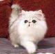 Persian Cats for sale in Cape Coral, FL 33990, USA. price: NA