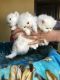 Persian Cats for sale in Sunny Isles Beach, FL 33160, USA. price: NA