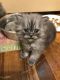 Persian Cats for sale in Johnston, RI 02919, USA. price: $625
