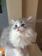Persian Cats for sale in Johnston, RI 02919, USA. price: $650