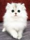 Persian Cats for sale in Cape Coral, FL 33990, USA. price: $1,000