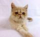 Persian Cats for sale in Clover, SC 29710, USA. price: NA