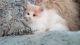 Persian Cats for sale in Jersey City, NJ 07097, USA. price: NA