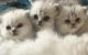 Persian Cats for sale in 715 W California Ave, Sunnyvale, CA 94086, USA. price: $250