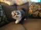 Persian Cats for sale in Williamsport, PA, USA. price: $600