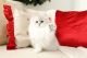 Persian Cats for sale in Unionville, MO 63565, USA. price: NA