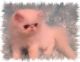 Persian Cats for sale in Roseville, CA, USA. price: $1,200
