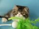Persian Cats for sale in Palm Desert, CA, USA. price: NA