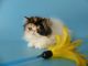 Persian Cats for sale in Palm Desert, CA, USA. price: NA