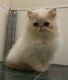 Persian Cats for sale in Lancaster, KY 40444, USA. price: $600