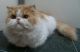 Persian Cats for sale in Lancaster, KY 40444, USA. price: $400