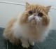 Persian Cats for sale in Lancaster, KY 40444, USA. price: $500