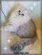 Persian Cats for sale in Brookville, PA 15825, USA. price: NA