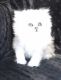 Persian Cats for sale in Bunnell, FL, USA. price: NA