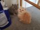 Persian Cats for sale in Columbus, OH, USA. price: $450