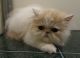 Persian Cats for sale in Lancaster, KY 40444, USA. price: $600