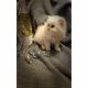 Persian Cats for sale in Waterloo, NY 13165, USA. price: NA