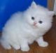 Persian Cats for sale in Charleston, WV, USA. price: NA