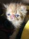 Persian Cats for sale in Sandy Springs, GA, USA. price: $500