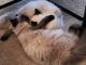 Persian Cats for sale in Hawthorne, CA 90250, USA. price: NA