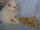 Persian Cats for sale in Victoria, TX, USA. price: NA