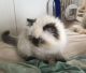 Persian Cats for sale in Victoria, TX, USA. price: NA