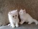 Persian Cats for sale in Seattle, WA, USA. price: $350