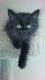 Persian Cats for sale in McKinney, TX, USA. price: $750