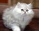 Persian Cats for sale in Main St, South Portland, ME 04106, USA. price: NA
