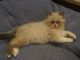 Persian Cats for sale in Springfield, MO, USA. price: NA