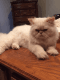 Persian Cats for sale in Wanette, OK, USA. price: $500
