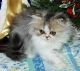 Persian Cats for sale in Main St, South Portland, ME 04106, USA. price: NA