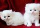 Persian Cats for sale in Minneapolis, MN, USA. price: $350