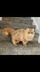 Persian Cats for sale in Salem, OR 97305, USA. price: $1,000