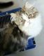Persian Cats for sale in Lebanon, MO 65536, USA. price: NA