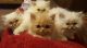 Persian Cats for sale in Chicago, IL, USA. price: NA