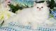 Persian Cats for sale in San Francisco, CA, USA. price: NA