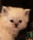 Persian Cats for sale in Moberly, MO, USA. price: $600