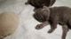 Persian Cats for sale in Weston, OH 43569, USA. price: $350