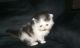 Persian Cats for sale in Dunnellon, FL, USA. price: $480