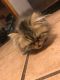 Persian Cats for sale in Utica, NY, USA. price: NA